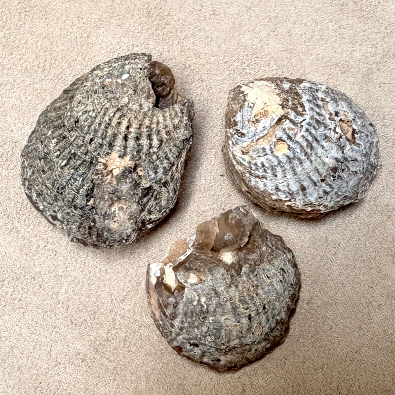 Fossil Agatized Clam (Morocco) – Taos Rockers