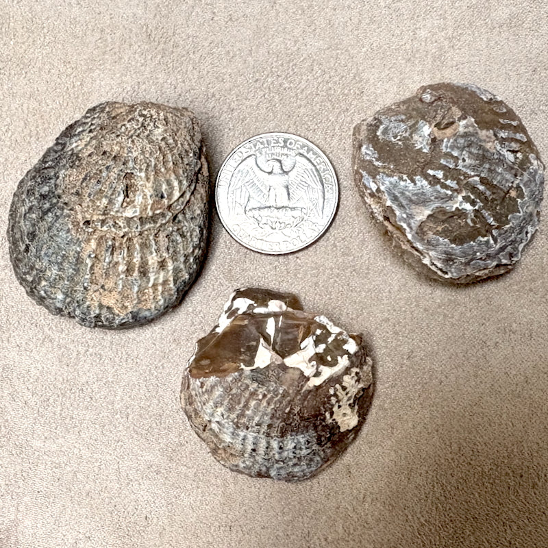 Fossil Agatized Clam (Morocco) – Taos Rockers