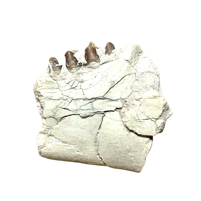 Fossil Oreodont Teeth & Bone (Oligocene; Nebraska)