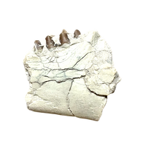 Fossil Oreodont Teeth & Bone (Oligocene; Nebraska)