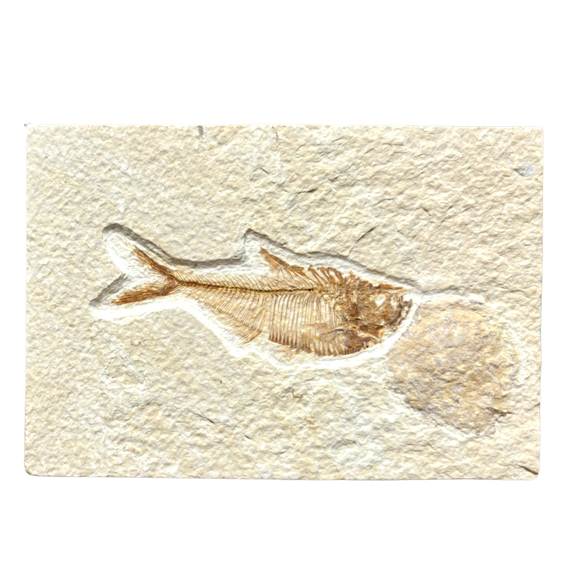 Fossil Fish Diplomystus (Eocene, Wyoming)