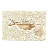 Fossil Fish Diplomystus (Eocene, Wyoming)