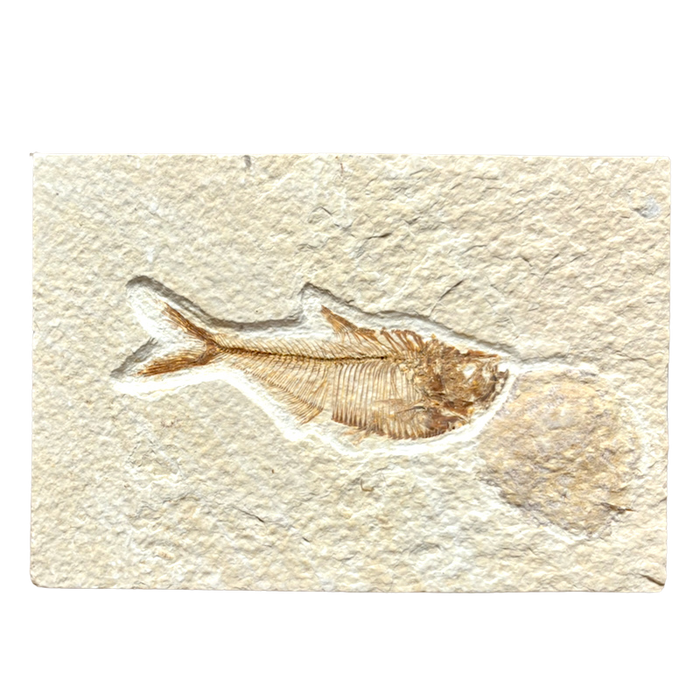 Fossil Fish Diplomystus (Eocene, Wyoming)