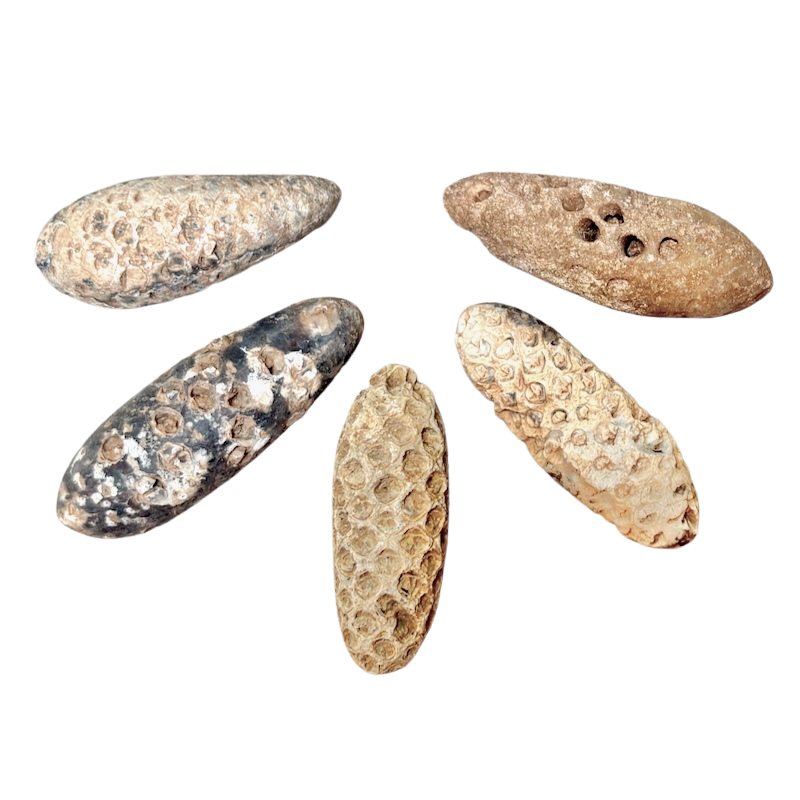 Fossil Seed Cone, Agatized (Morocco)