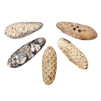 Fossil Seed Cone, Agatized (Morocco)