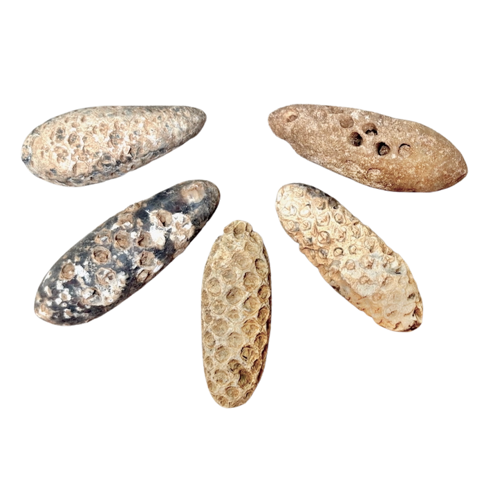 Fossil Seed Cone, Agatized (Morocco)