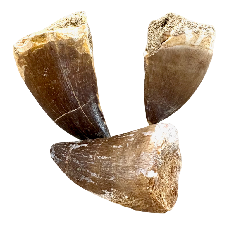Fossil Mosasaur Tooth (Morocco)