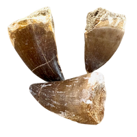 Fossil Mosasaur Tooth (Morocco)
