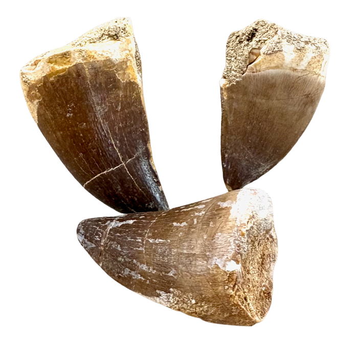 Fossil Mosasaur Tooth (Morocco)