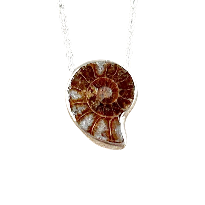 Ammonite and Sterling Silver Pendant on Chain