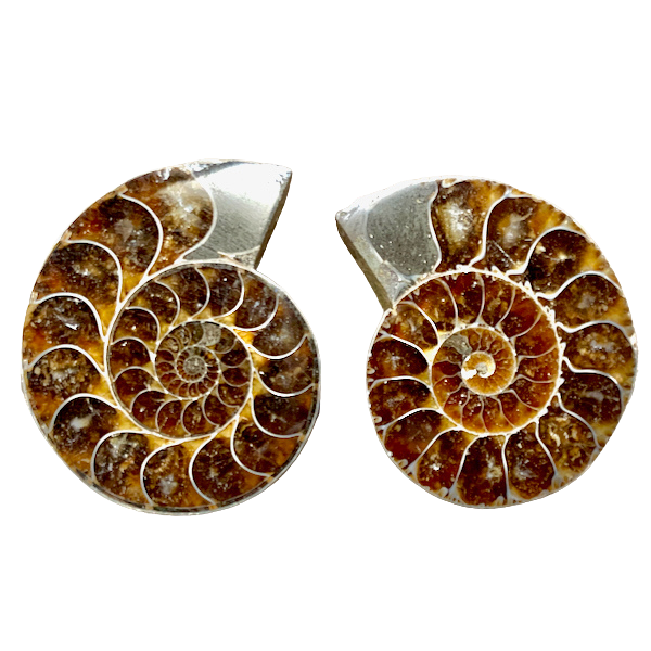 Ammonite Split Pair (Madagascar)