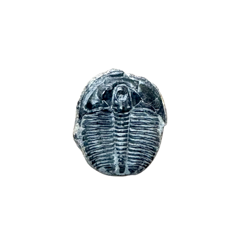 Fossil Trilobite Elrathia (Cambrian, Utah)