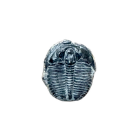 Fossil Trilobite Elrathia (Cambrian, Utah)