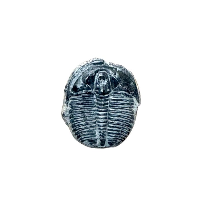 Fossil Trilobite Elrathia (Cambrian, Utah)