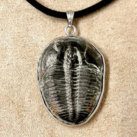 Trilobite and Sterling Silver Pendant on Cord