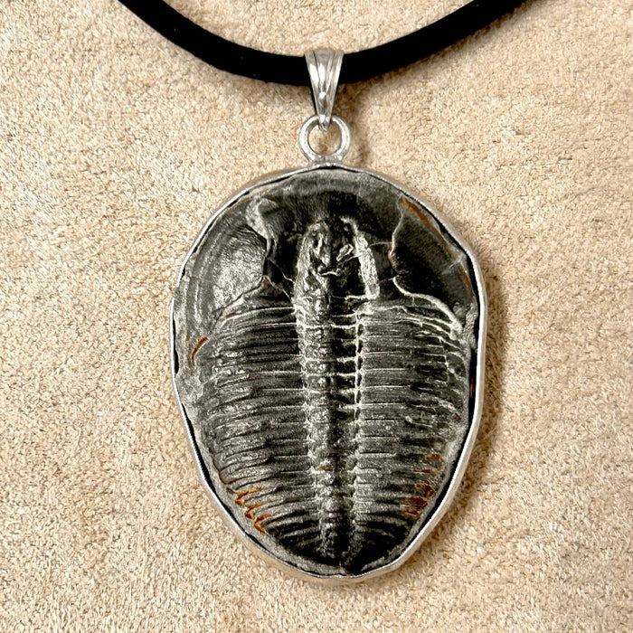 Trilobite and Sterling Silver Pendant on Cord