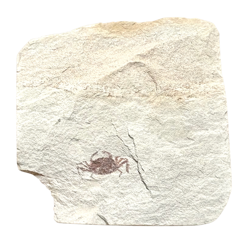Fossil Pea Crab (Miocene, California)