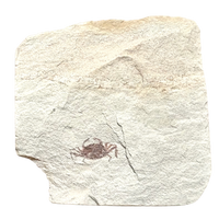Fossil Pea Crab (Miocene, California)