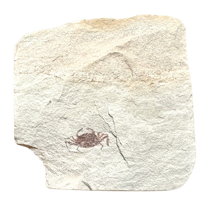 Fossil Pea Crab (Miocene, California)