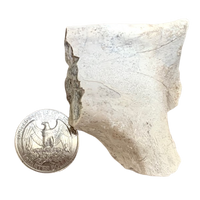 Fossil Mammal Bone (Oligocene; Nebraska)