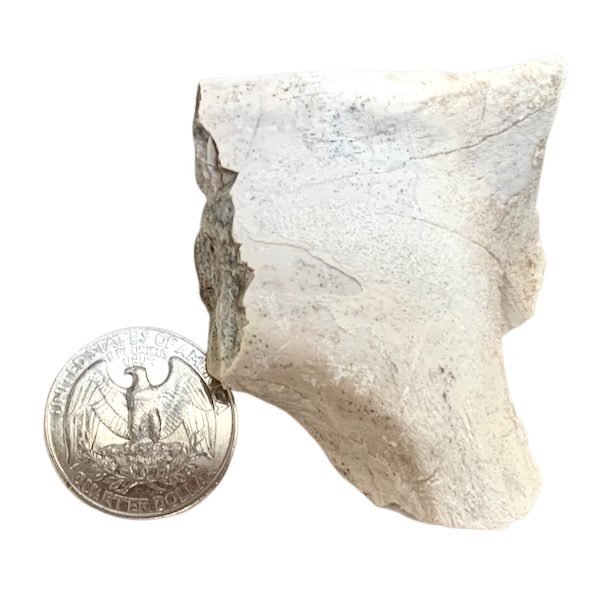 Fossil Mammal Bone (Oligocene; Nebraska)