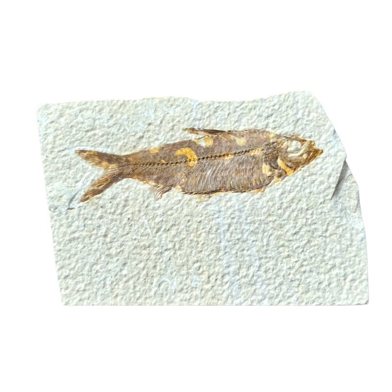 Fossil Fish Knightia (Eocene, Wyoming)
