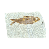 Fossil Fish Knightia (Eocene, Wyoming)