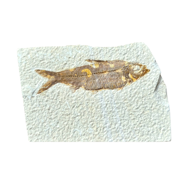 Fossil Fish Knightia (Eocene, Wyoming)