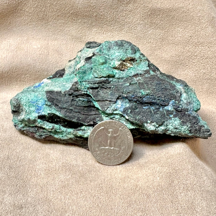 Petrified Wood, "Nacimiento" (Triassic, Sandoval Co., New Mexico)