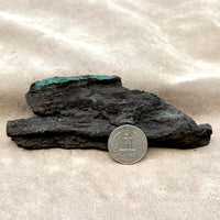 Petrified Wood, "Nacimiento" (Triassic, Sandoval Co., New Mexico)