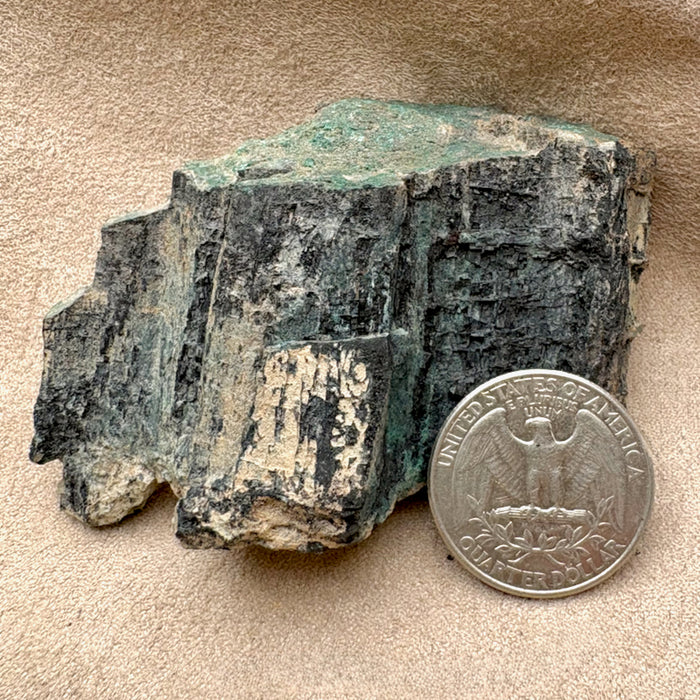 Petrified Wood, "Nacimiento" (Triassic, Sandoval Co., New Mexico)