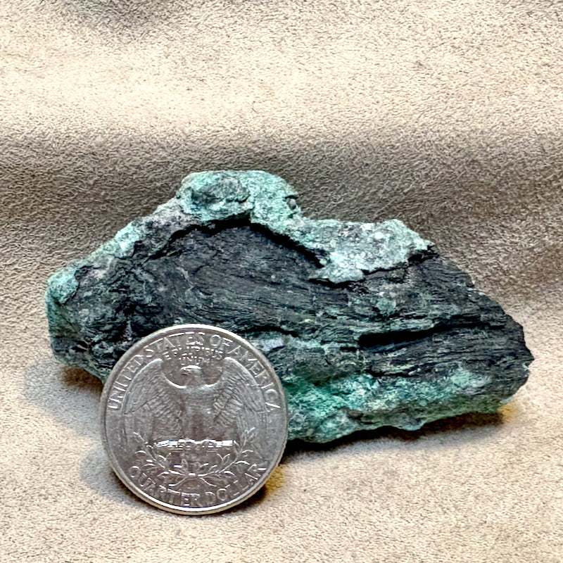 Petrified Wood, "Nacimiento" (Triassic, Sandoval Co., New Mexico)