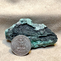 Petrified Wood, "Nacimiento" (Triassic, Sandoval Co., New Mexico)