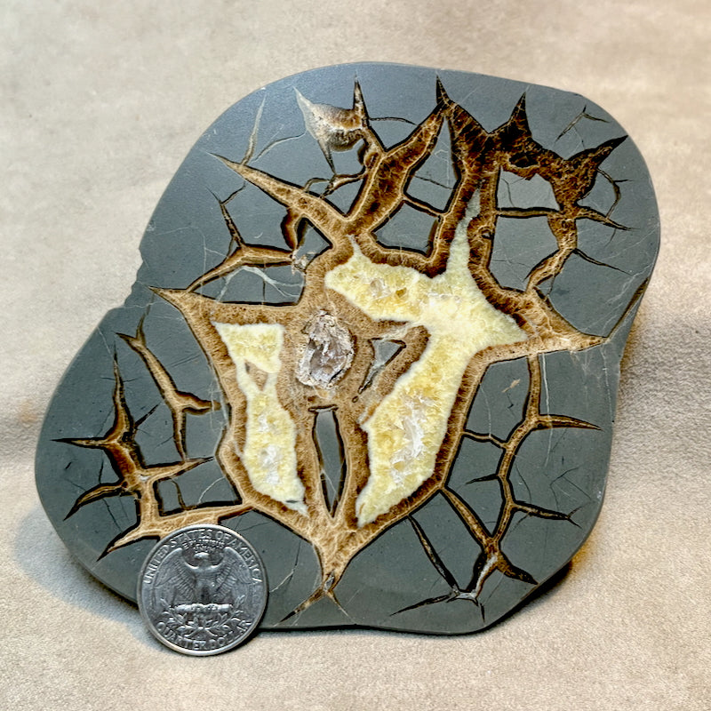 Septarian Nodule Polished Face (Utah)