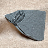 Fossil Trilobite Elrathia (Cambrian, Utah)