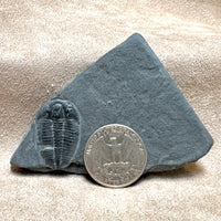 Fossil Trilobite Elrathia (Cambrian, Utah)