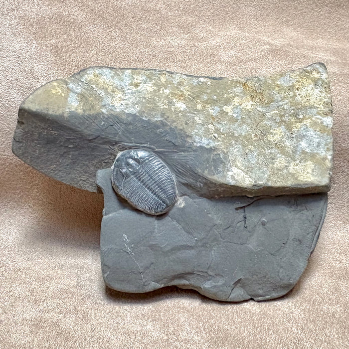 Fossil Trilobite Elrathia (Cambrian, Utah)
