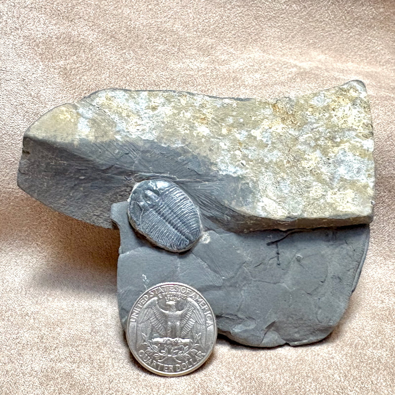 Fossil Trilobite Elrathia (Cambrian, Utah)