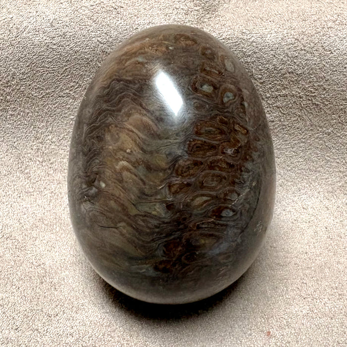 Fossilized Pine Cone Polished Egg (Africa)