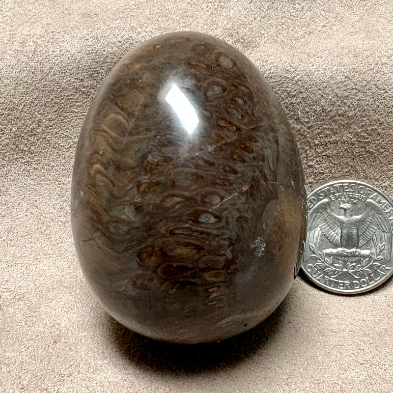 Fossilized Pine Cone Polished Egg (Africa)