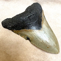 Megalodon Shark Tooth (Miocene, South Carolina)