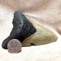 Megalodon Shark Tooth (Miocene, South Carolina)