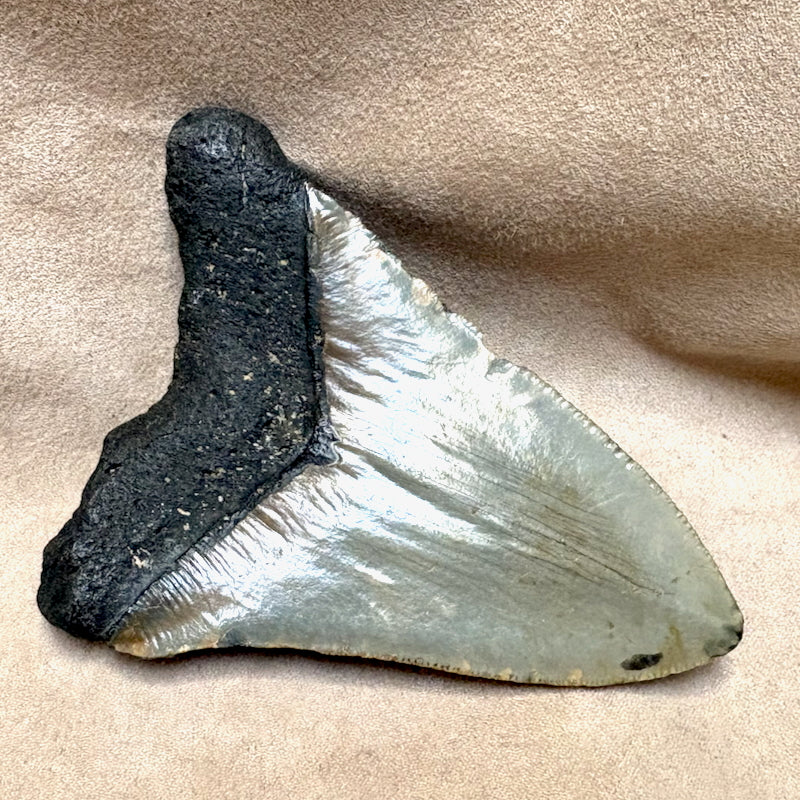 Megalodon Shark Tooth (Miocene, South Carolina)