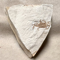 Fossil Pea Crab (Miocene, California)