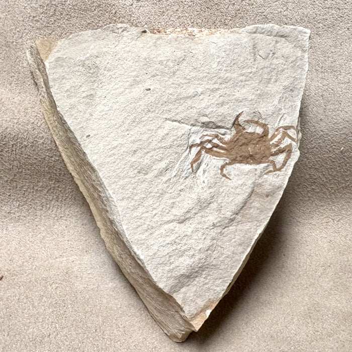 Fossil Pea Crab (Miocene, California)
