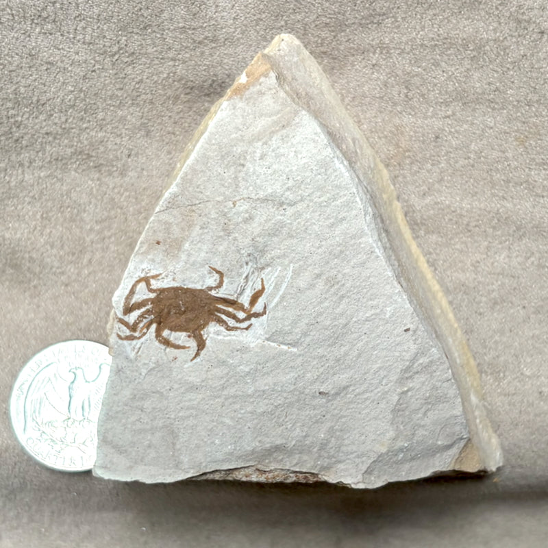 Fossil Pea Crab (Miocene, California)