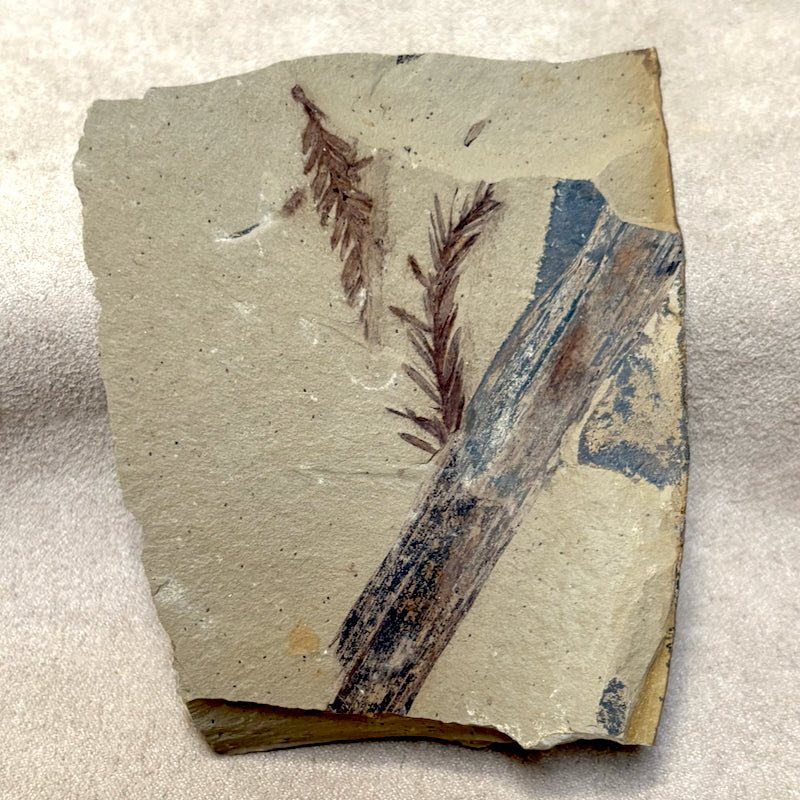 Fossil "Dawn Redwood" (Oligocene, Montana)