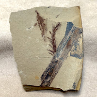 Fossil "Dawn Redwood" (Oligocene, Montana)