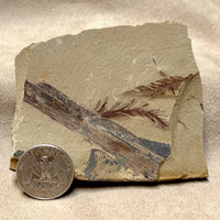 Fossil "Dawn Redwood" (Oligocene, Montana)
