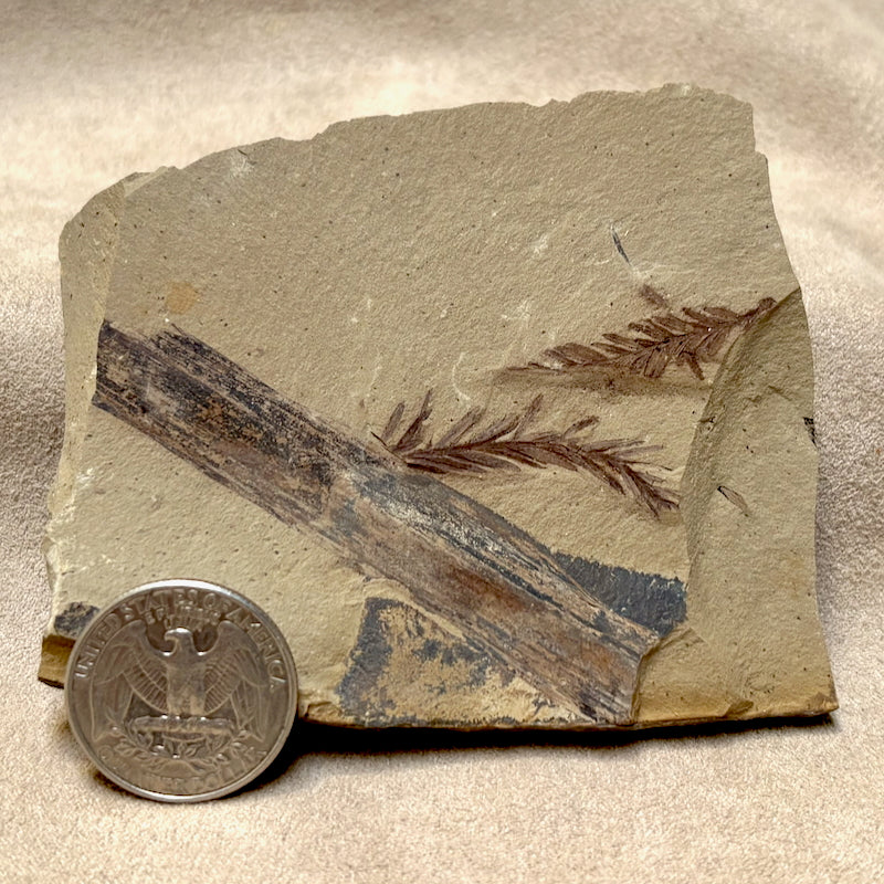 Fossil "Dawn Redwood" (Oligocene, Montana)